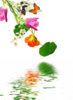 Beyaz arkaplanda izole edilmiş nasturtium çiçekleri