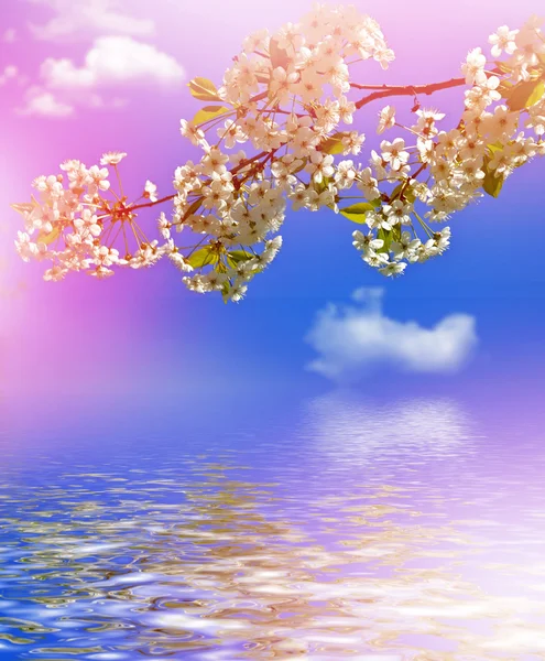 Branch of the cherry blossoms against the blue sky with clouds — Stock Photo, Image