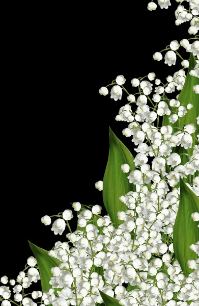 Gałęzi lilii Dolina kwiatów na białym tle na czarny bac — Zdjęcie stockowe