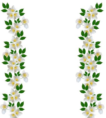 Yasemin beyaz çiçek beyaz arka planda izole