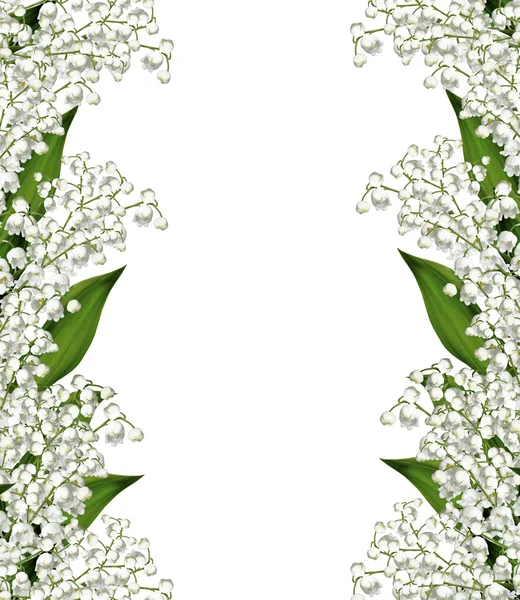 白い bac に分離された谷の花ユリの枝 — ストック写真