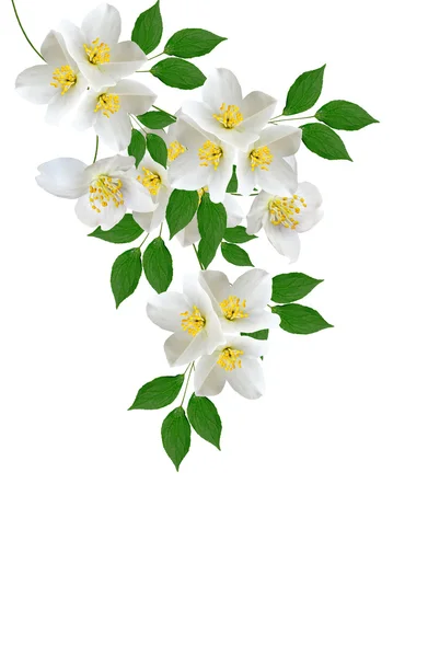 Gelsomino fiore bianco isolato su sfondo bianco — Foto Stock