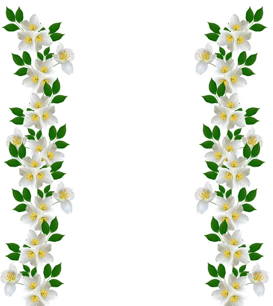 Yasemin beyaz çiçek beyaz arka planda izole