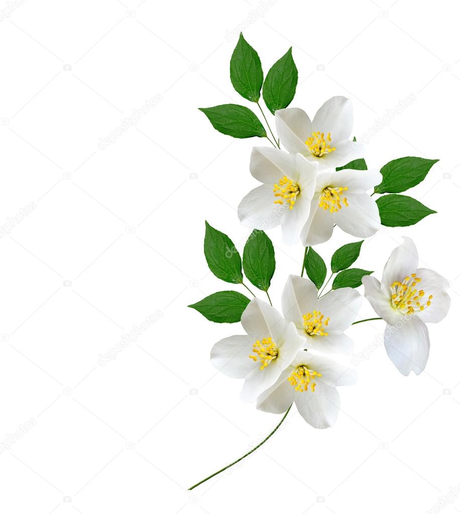 Jasmine white flower isolated on white background — Stock Photo
