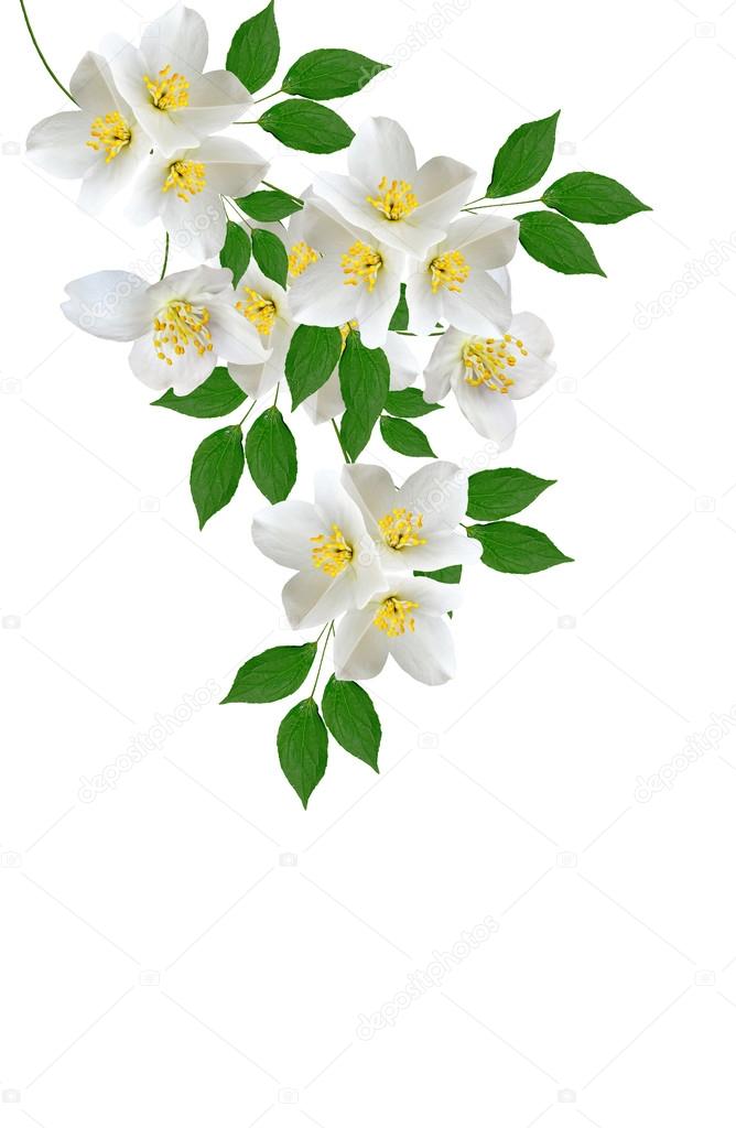Jasmine White Flower Isolated On White Background Stock Photo C Alenalihacheva