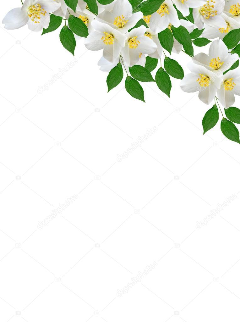 jasmine white flower isolated on white background