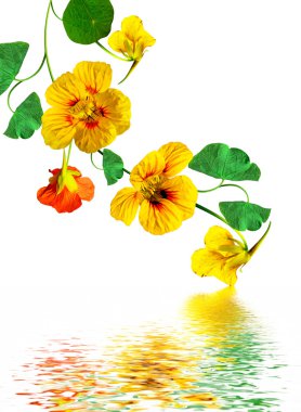 Beyaz arkaplanda izole edilmiş nasturtium çiçekleri