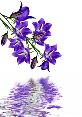 Beyaz arkaplanda izole edilmiş çan çiçeği