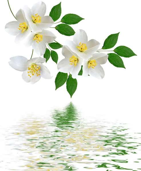 Yasemin beyaz çiçek beyaz arka planda izole — Stok fotoğraf