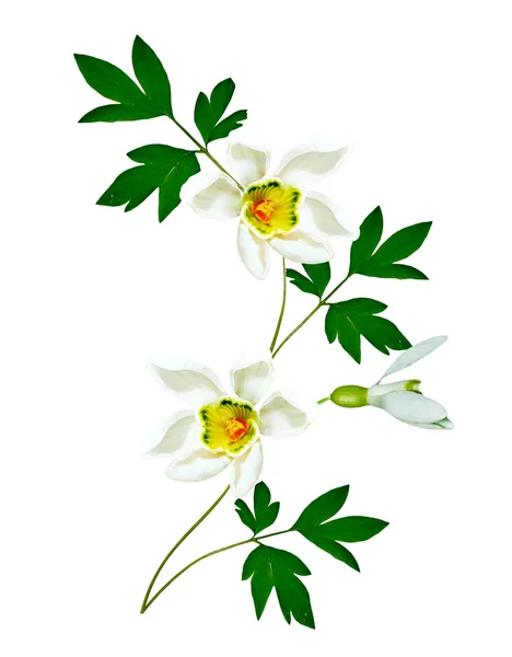 Spring flowers snowdrops isolated on white background — Stock Photo, Image