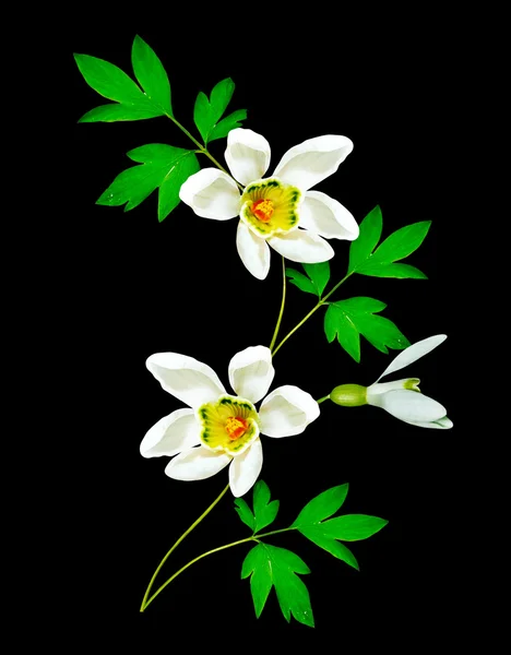 Snowdrop flower isolated on black background — Stock Photo, Image