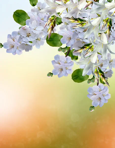 Bloeiende appelboom. Voorjaar landschap — Stockfoto