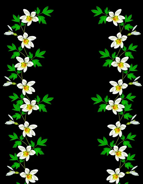 Schneeglöckchen Blume isoliert auf schwarzem Hintergrund — Stockfoto