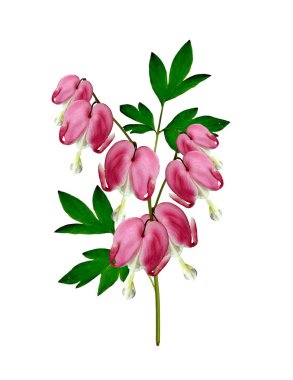 beyaz üzerine pembe kanama kalp (lamprocapnos spectabilis) çiçekler 