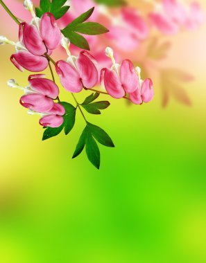 kalbi kanayan Pembe çiçek