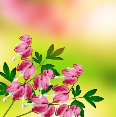 kalbi kanayan Pembe çiçek