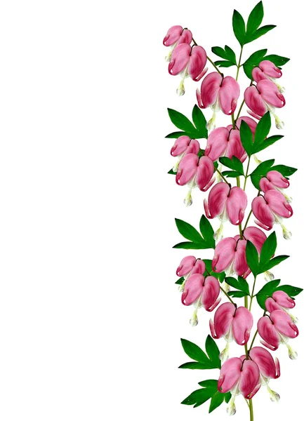 Beyaz üzerine pembe kanama kalp (lamprocapnos spectabilis) çiçekler — Stok fotoğraf