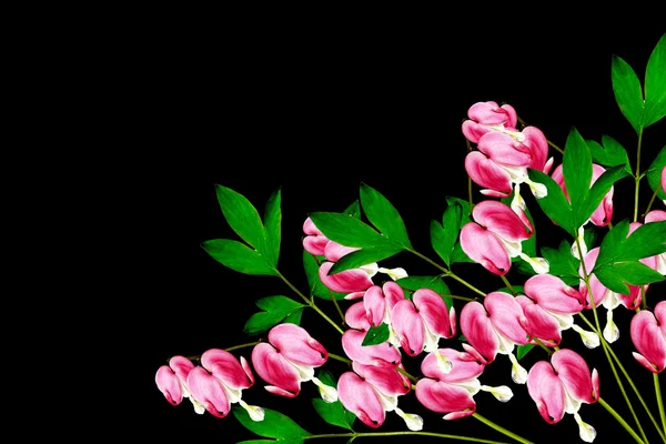 Coeur Saignant Rose (Lamprocapnos Spectabilis) Fleurs sur noir — Photo
