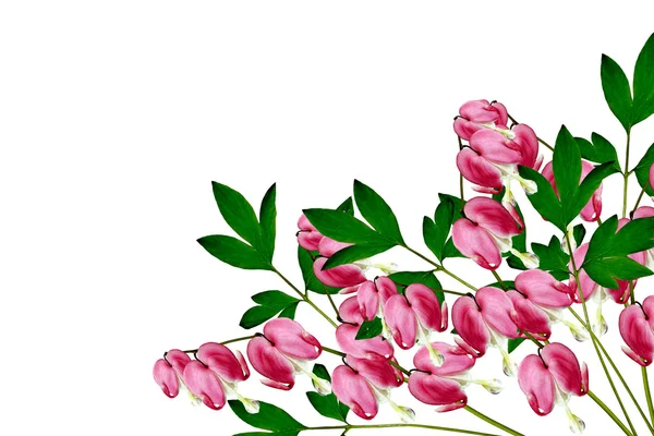 Inima sângerării roz (Lamprocapnos Spectabilis) Flori pe alb — Fotografie, imagine de stoc