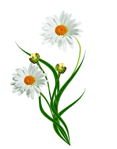Margaridas verão flor branca isolada no fundo branco — Fotografia de Stock