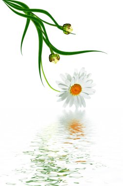 Beyaz arka planda izole edilmiş papatyalar.