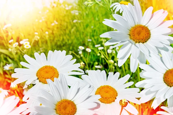 野生の花のヒナギク。夏の風景。繊細な春の花 — ストック写真