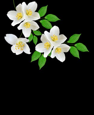 siyah arka plan üzerine izole yasemin beyaz çiçek