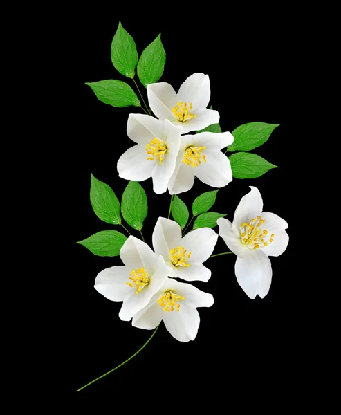 Jazmín flor blanca aislada sobre fondo negro — Foto de Stock