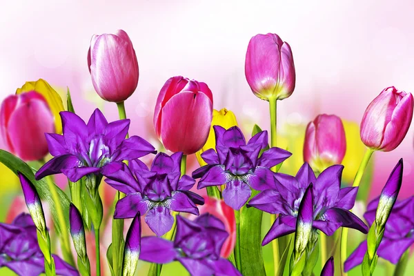 Tulipanes amarillos rosados e iris azules — Foto de Stock