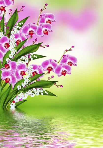 Tak van bloeiende orchideebloemen. delicate bloemen. — Stockfoto