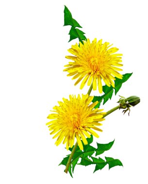 Karahindiba çiçekleri beyaz arkaplanda izole