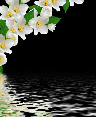 siyah arka plan üzerine izole yasemin beyaz çiçek