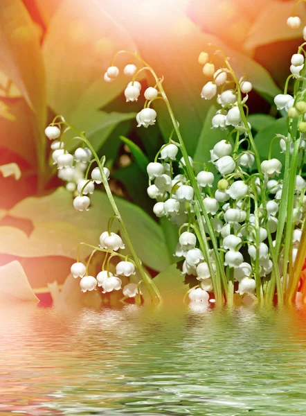 Spring landscape. flowers lily of the valley — Stock Photo, Image