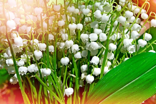 봄 풍경. 골짜기의 꽃 백합 — 스톡 사진