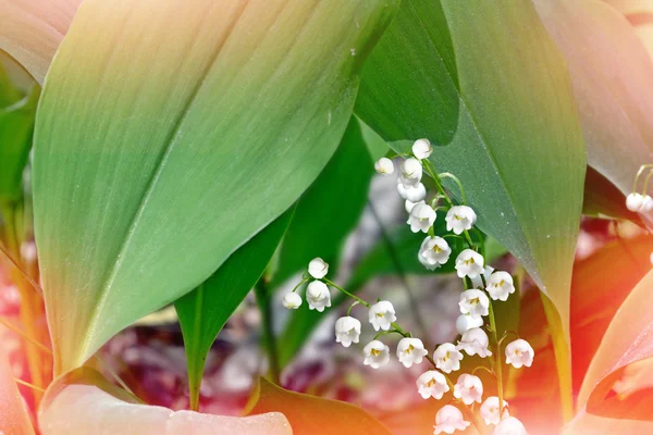 Lily of the valley. Spring landscape. flowers lily of the valley — Stock Photo, Image