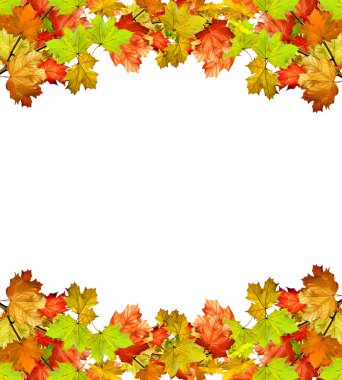 sonbahar yaprakları beyaz arkaplanda izole