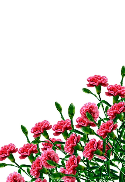 Kytici květů karafiátu. Květiny, izolované na bílém poz — Stock fotografie