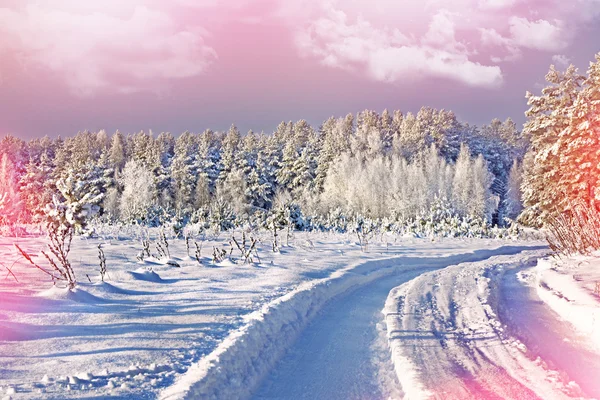 Fotografie ze zimního lesa. Zimní krajina. — Stock fotografie