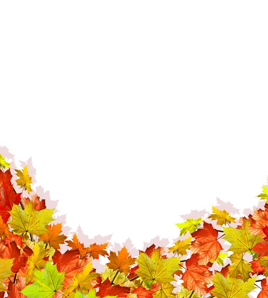 秋天的叶子被白色的背景隔开了 — 图库照片