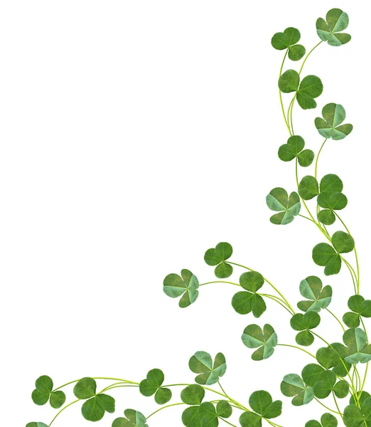 Leaf clover on white background — Stock Photo, Image