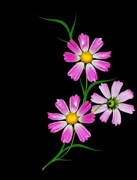 Flowers cosmos isolated on a black background — Stock Photo, Image