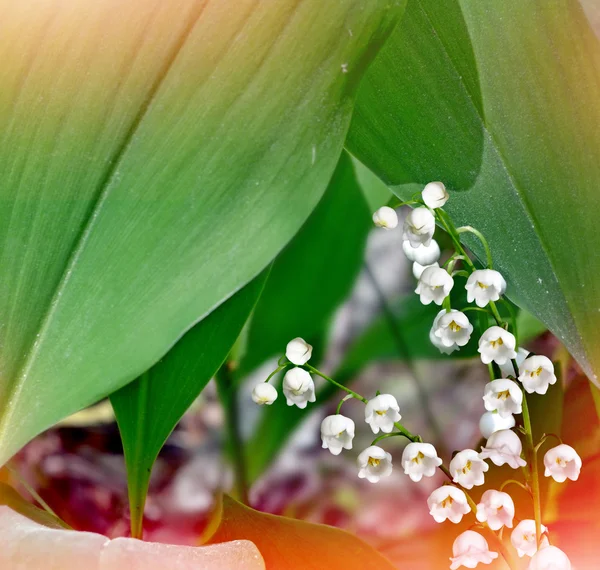 Lily of the valley. Spring landscape. flowers lily of the valley — Stock Photo, Image