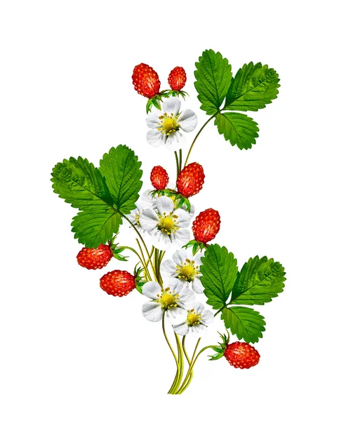 Zweig der Blumen Erdbeeren — Stockfoto