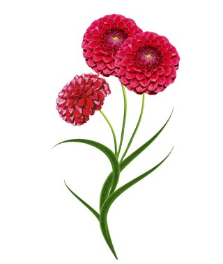 Yıldız çiçeği beyaz arkaplanda izole edilmiş