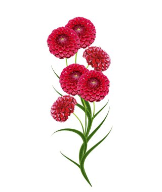 Yıldız çiçeği beyaz arkaplanda izole edilmiş