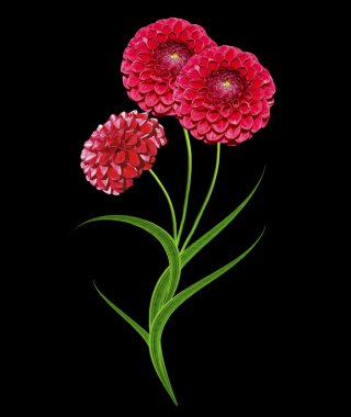 Yıldız çiçeği siyah arkaplanda izole edilmiş..