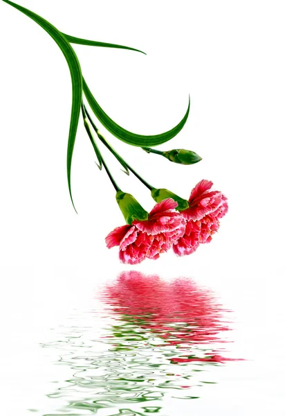 Ramo de flores clavel. Flores aisladas sobre fondo blanco — Foto de Stock