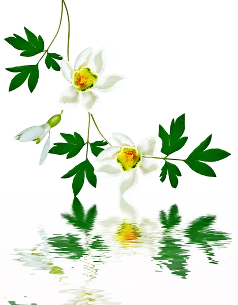 Jarní květiny sněženky izolovaných na bílém pozadí — Stock fotografie
