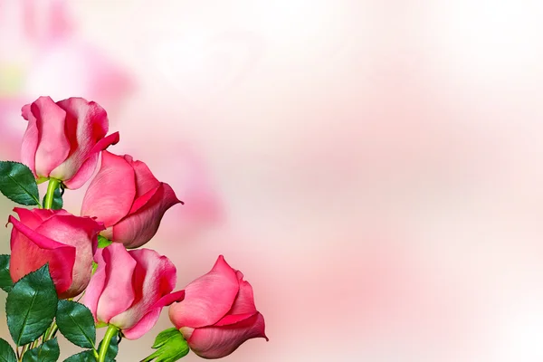 Poupata květů růží. — Stock fotografie