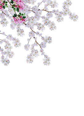 Beyaz elma çiçekleri dalı 